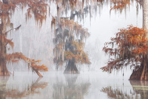 photo-wallpaper-mysty-bayou-x