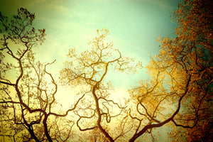 photo-wallpaper-autumn-trees-ii