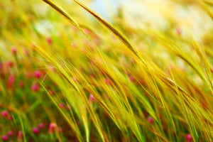 photo-wallpaper-the-wheat-field