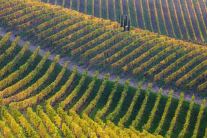 photo-wallpaper-vineyards-x