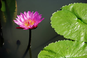 photo-wallpaper-lotus-flower-in-pink