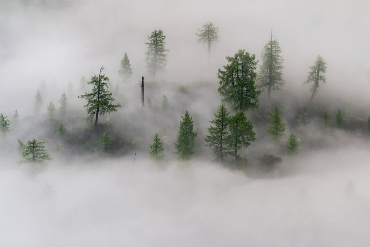 photo-wallpaper-mystical-tree-island-x