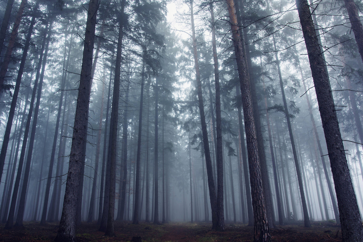 photo-wallpaper-mysterious-foggy-forest-x