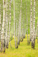 photo-wallpaper-the-birch-forest-in-late-summer