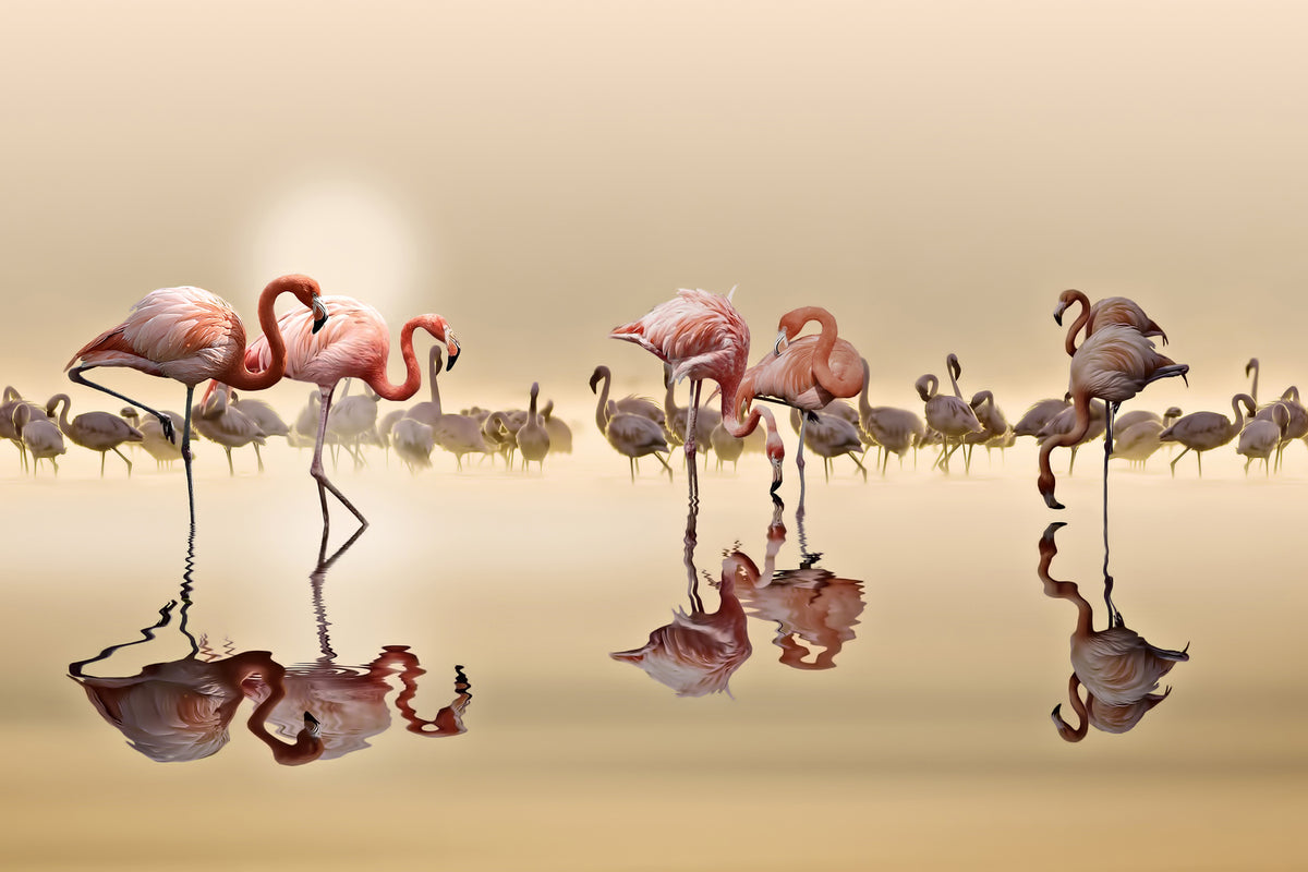 photo-wallpaper-flamingos-x