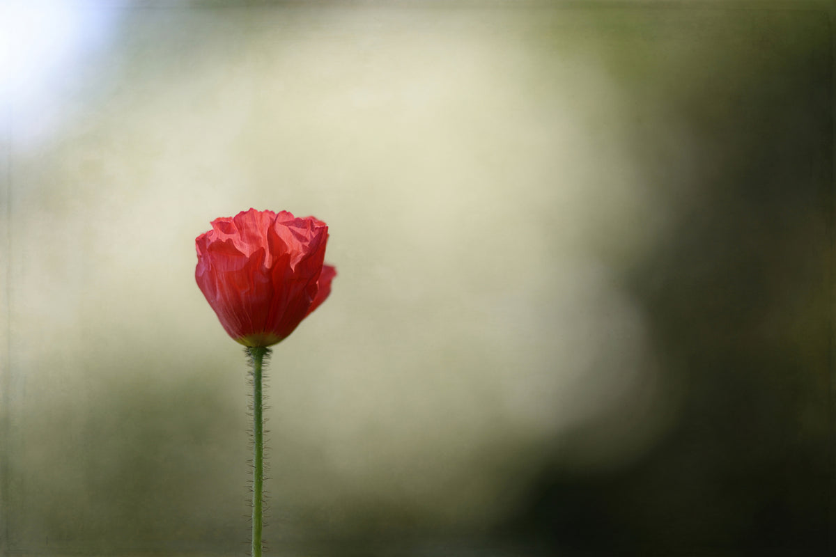 photo-wallpaper-red-poppy