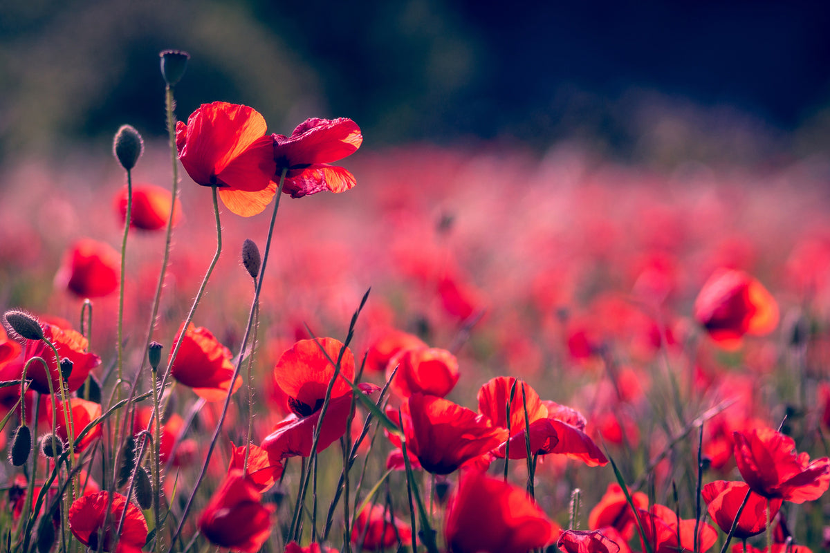 photo-wallpaper-in-the-poppy-field