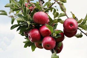 photo-wallpaper-close-up-apple-tree