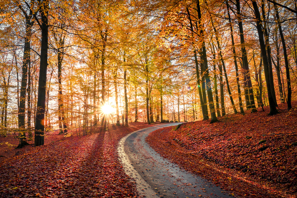 photo-wallpaper-road-in-sapderaysen-nationalpark-sweden-x