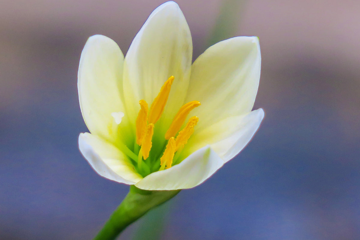 photo-wallpaper-close-up-yellow-blossom