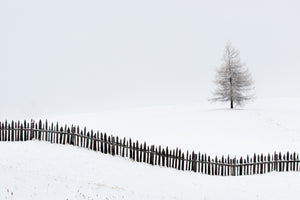 photo-wallpaper-the-larch-behind-the-fence-x