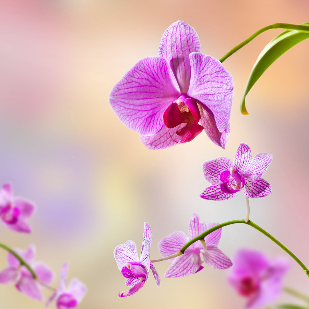 photo-wallpaper-romantic-orchids