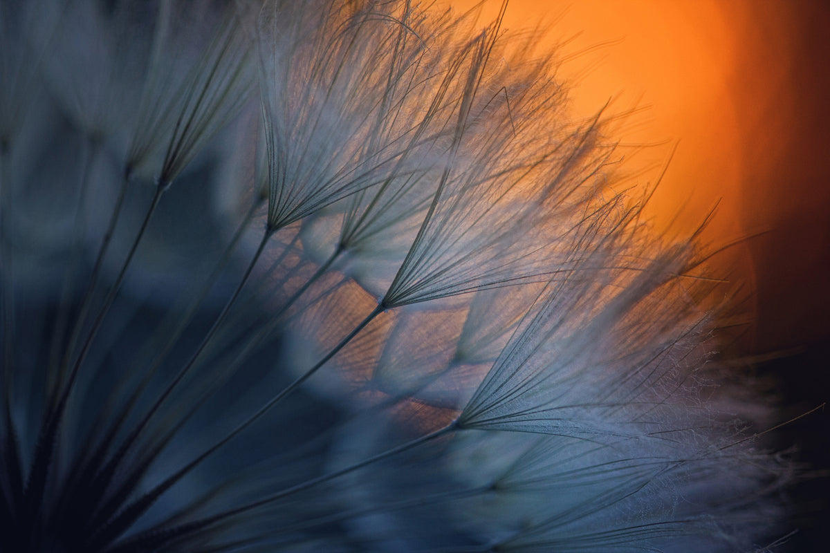 photo-wallpaper-feathers-p