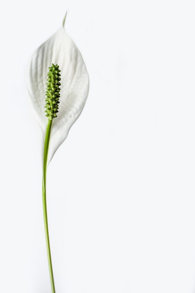 photo-wallpaper-the-peace-lily