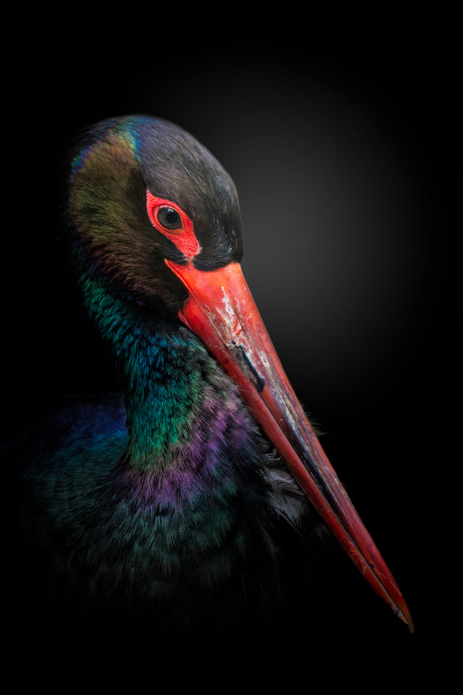 photo-wallpaper-the-black-stork