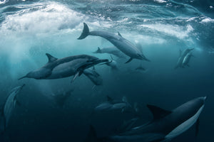 photo-wallpaper-dolphine-run-x