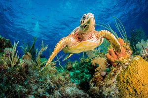 photo-wallpaper-hawksbill-turtle-swimming-through-caribbean-reef