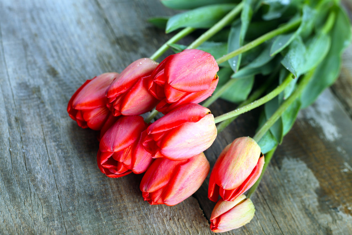 photo-wallpaper-the-red-tulip-bouquet