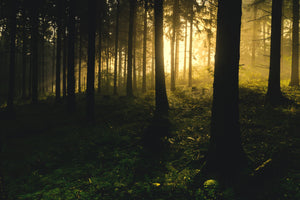 photo-wallpaper-sunset-in-the-forest