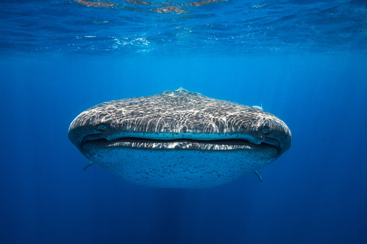 photo-wallpaper-face-to-face-with-a-whale-shark