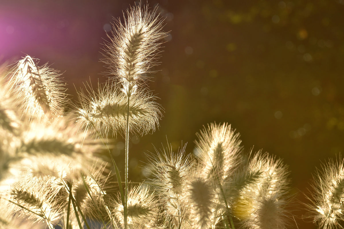 photo-wallpaper-the-ornamental-grass