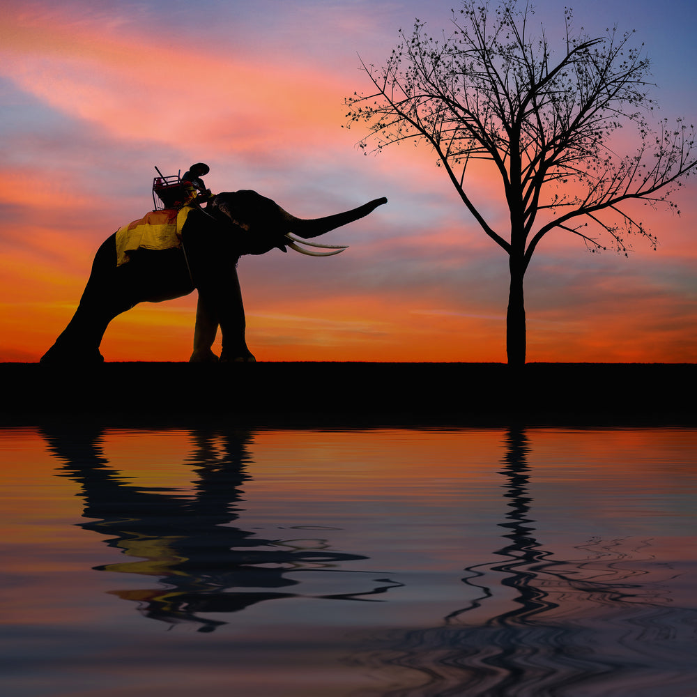 photo-wallpaper-elephant-in-the-evening-light