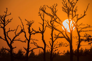 photo-wallpaper-starlings-in-the-evening-x