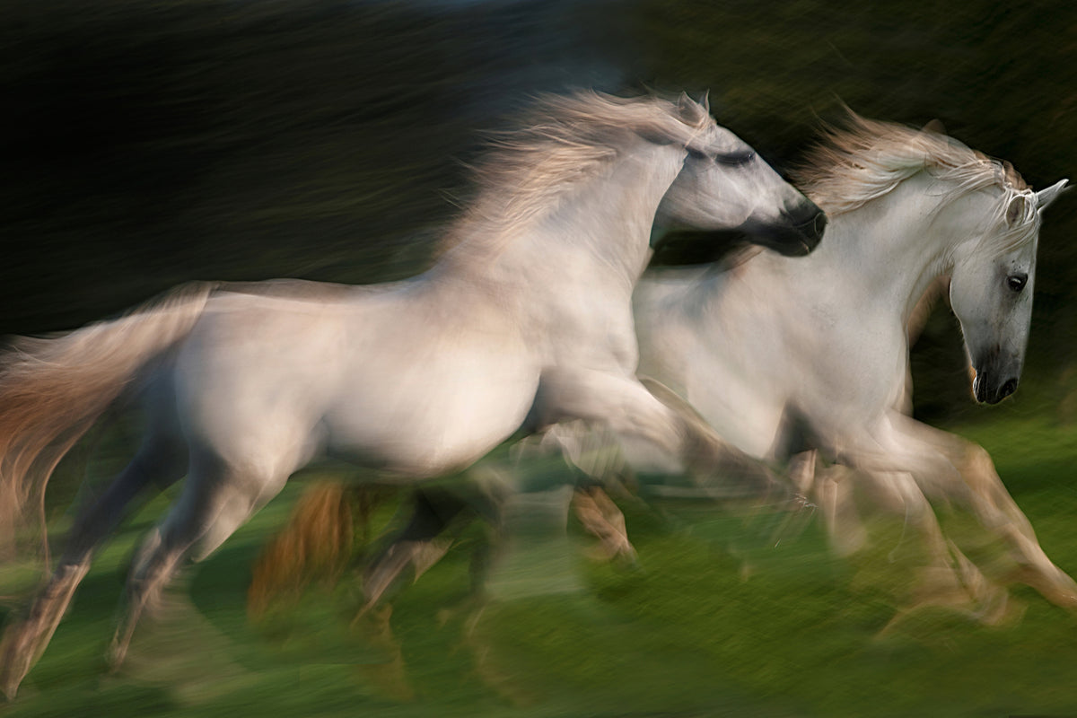 photo-wallpaper-gallop-for-two