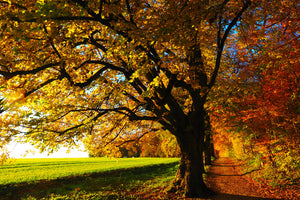 photo-wallpaper-trees-in-the-autumn