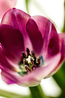 photo-wallpaper-tulip-i