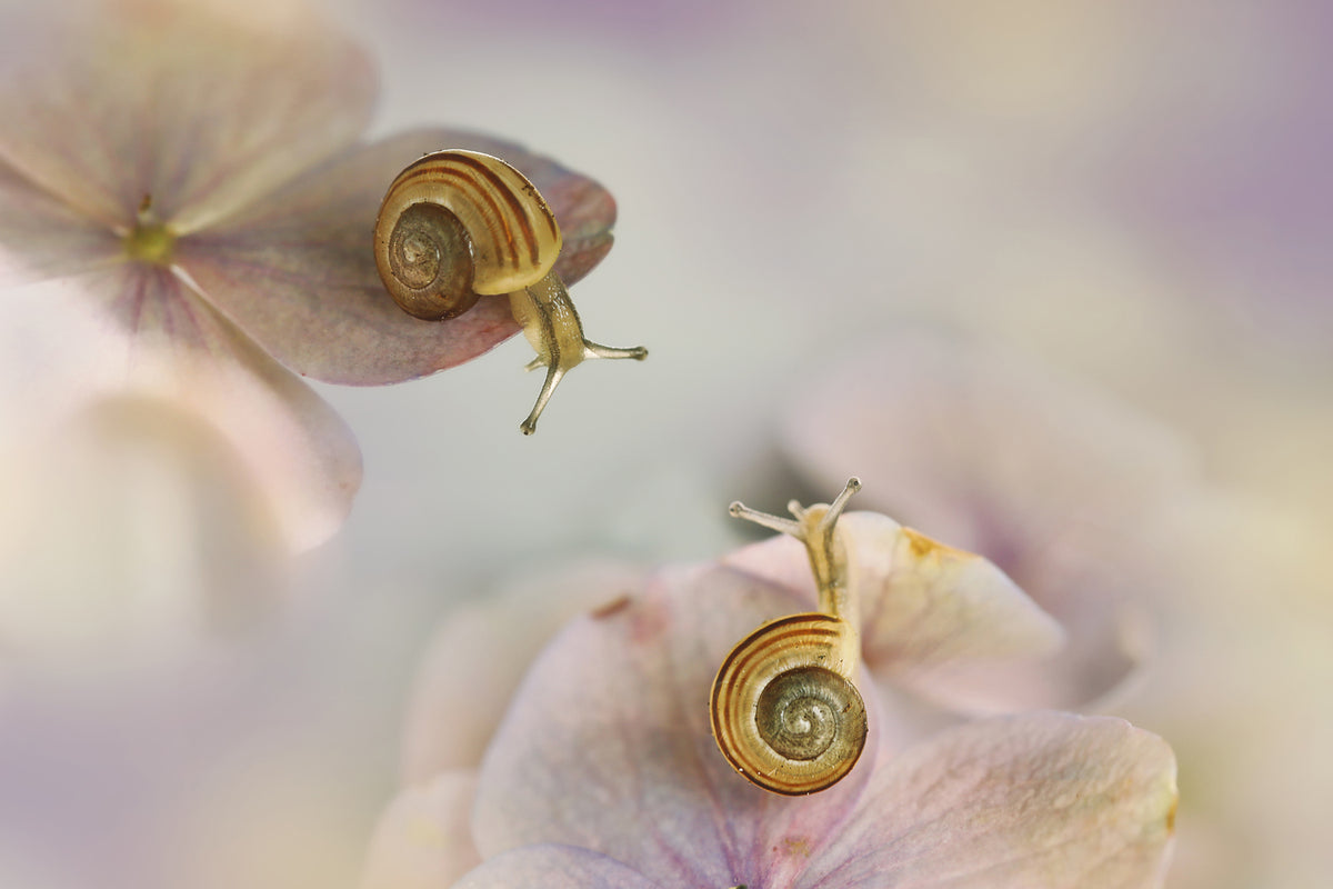 photo-wallpaper-little-snails-x