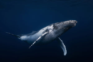 photo-wallpaper-humpback-whale-in-blue-x