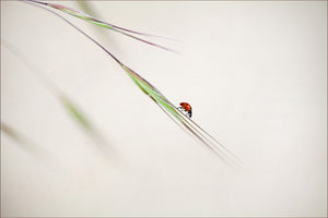 photo-wallpaper-ladybug