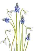 photo-wallpaper-muscari-and-galanthus