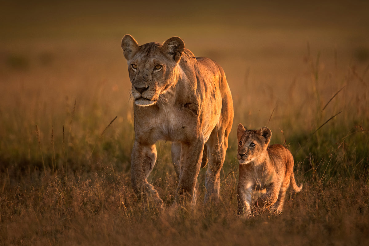 photo-wallpaper-mom-lioness-with-cub-x