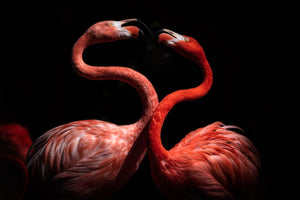 photo-wallpaper-flamingos-xqh