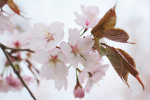 photo-wallpaper-lovely-japanese-cherry