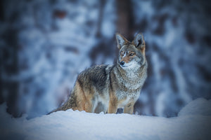 photo-wallpaper-coyote-in-winter-x