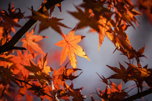 photo-wallpaper-maple-leaves-in-autumn