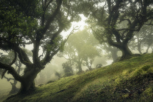 photo-wallpaper-enchanted-forest-xeb