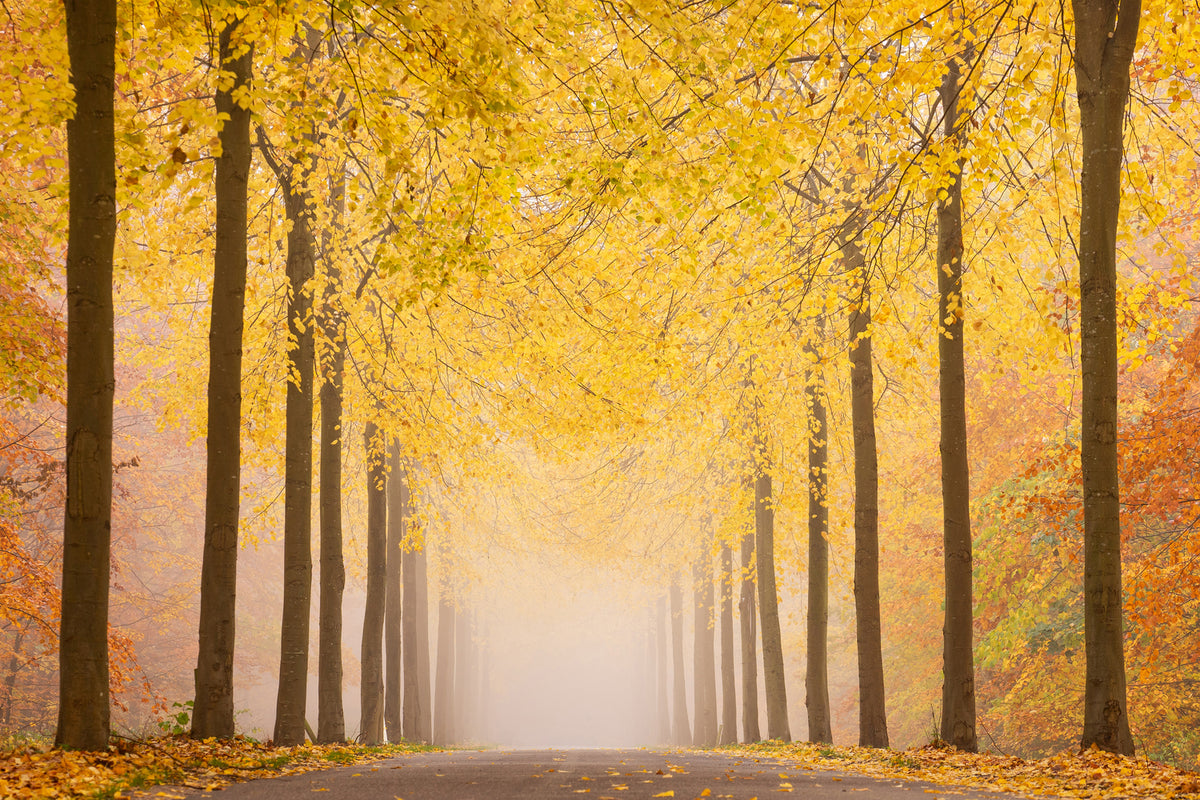 photo-wallpaper-autumn-road-x