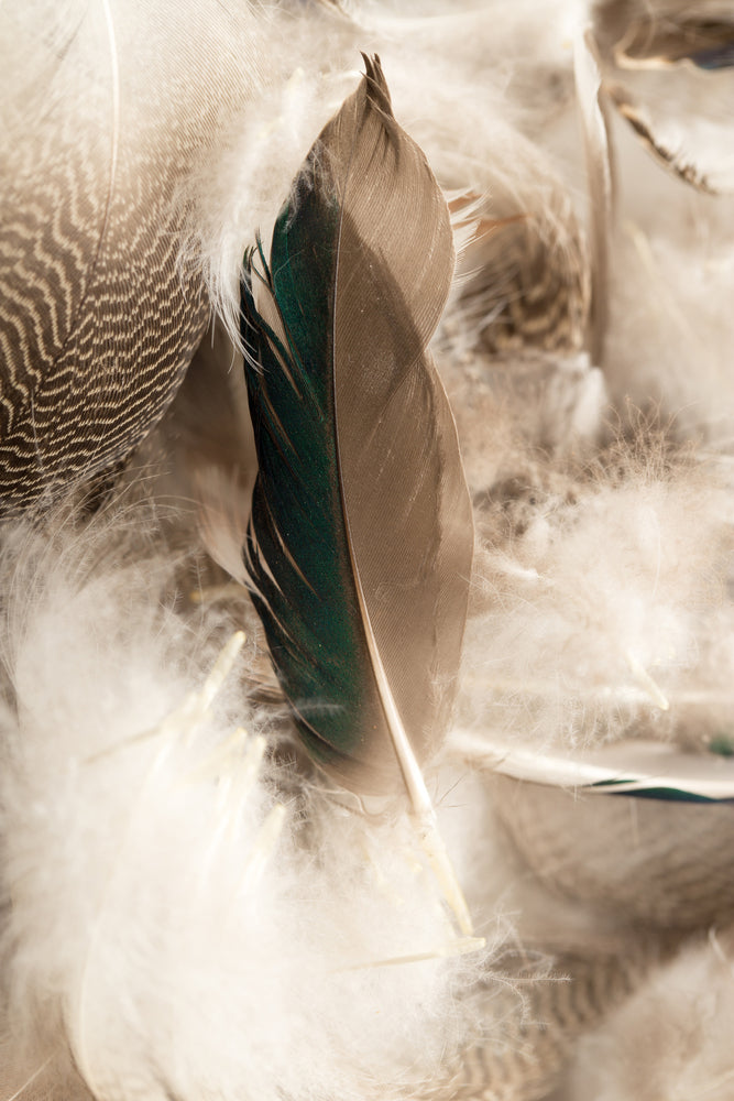 photo-wallpaper-feathers