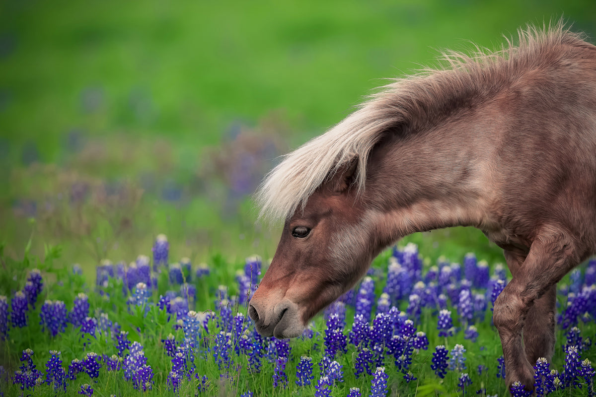 photo-wallpaper-spring-is-in-the-air