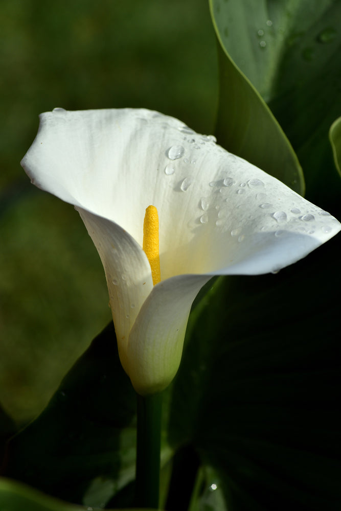 photo-wallpaper-white-calla-with-morning-dew