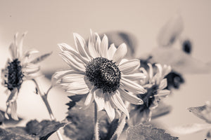 photo-wallpaper-sunflowers-sw