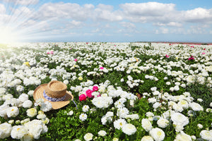 photo-wallpaper-spring-flower-meadow