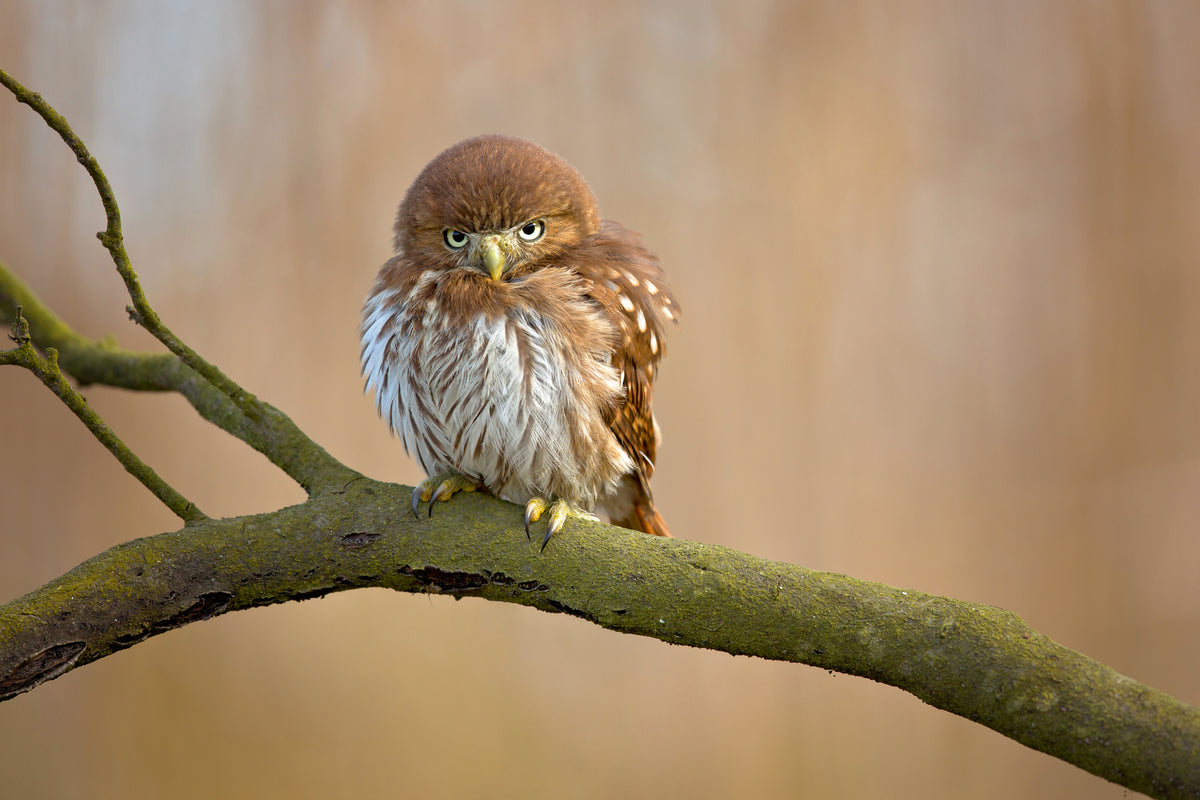 photo-wallpaper-ferruginous-pygmy-owl-x