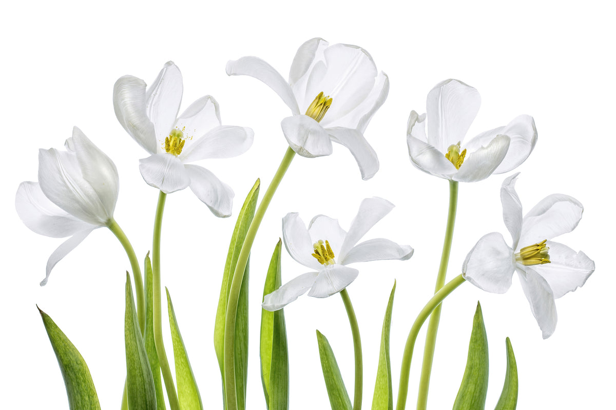 photo-wallpaper-white-tulips-x