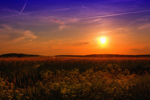 photo-wallpaper-sunset-at-the-flower-field