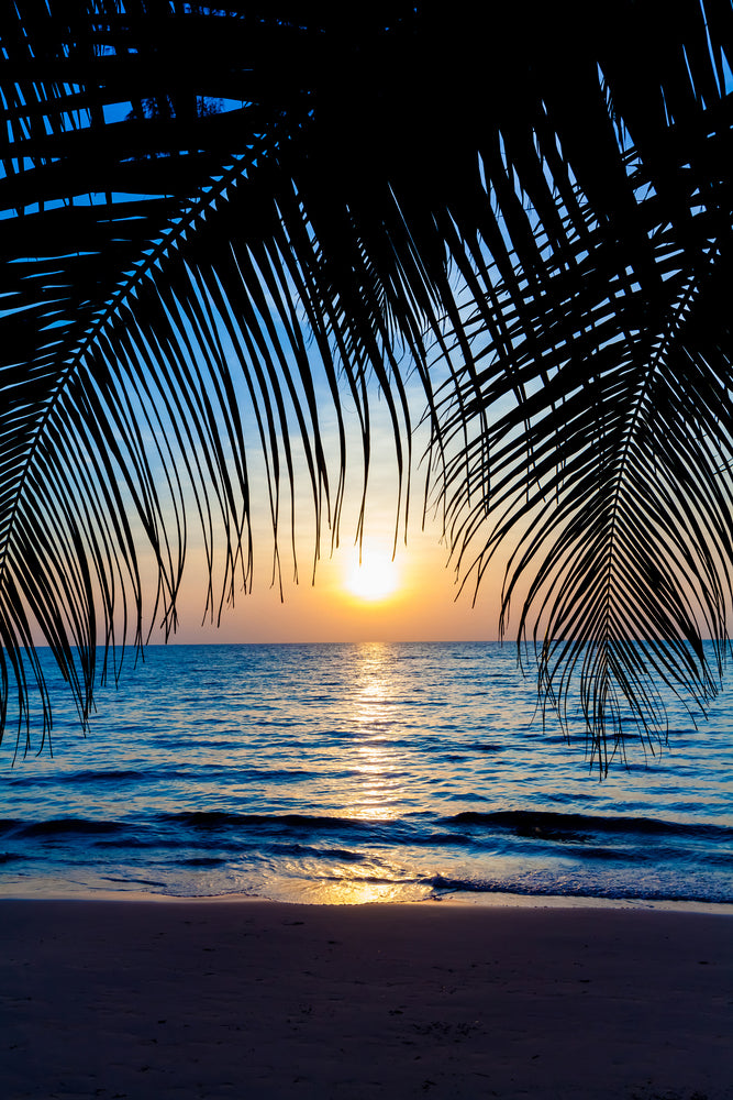 photo-wallpaper-through-the-palm